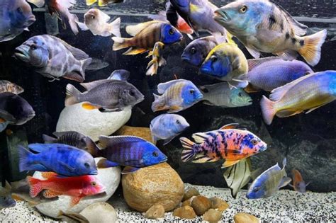 174 Lake Malawi Cichlids