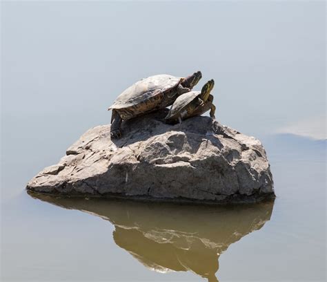 Premium Photo Two Water Turtles On The Rock