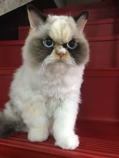 Move Over Grumpy Cat There Is A New Kitty In Town And She Looks Even