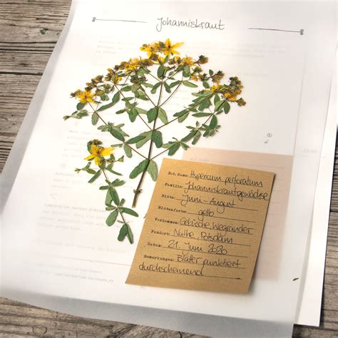 Mit den deckblättern herbarium für deine schnellhefter, ordner und schulmappen behältst du stets den überblick und bist bestens organisiert. Gestalte dein eigenes Herbarium in 2020 | Herbarium ...