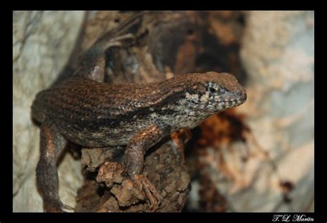 Bahama Curly Tail Lizard Northern Curly Tail Lizard Flickr