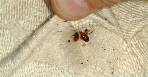 Uk Research Bed Bugs Bite The Wallet Of Hotel Owners Uknow