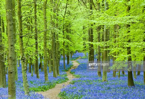 Path Through Blue Flowers In A Beautiful Forest High Res