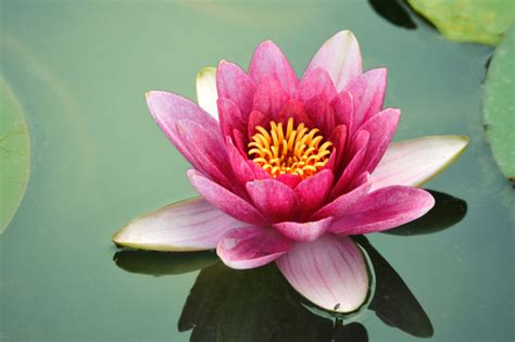 Top Secret Lotus Flower Page - Our Mind Is the Limit