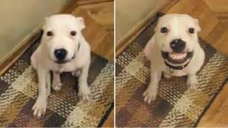 Firstly, what is a human smile? 'Say cheese'! Rescue dog offers up smiles on command in ...