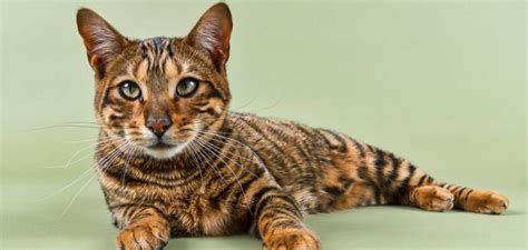 Toyger Cat Breed Is This Exotic Gem Right For You Petstime