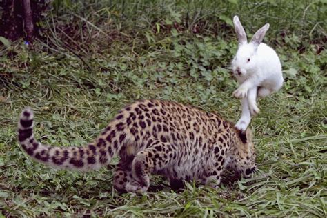 David V Goliath Ninja Rabbit Fights Back Against Leopard Metro News