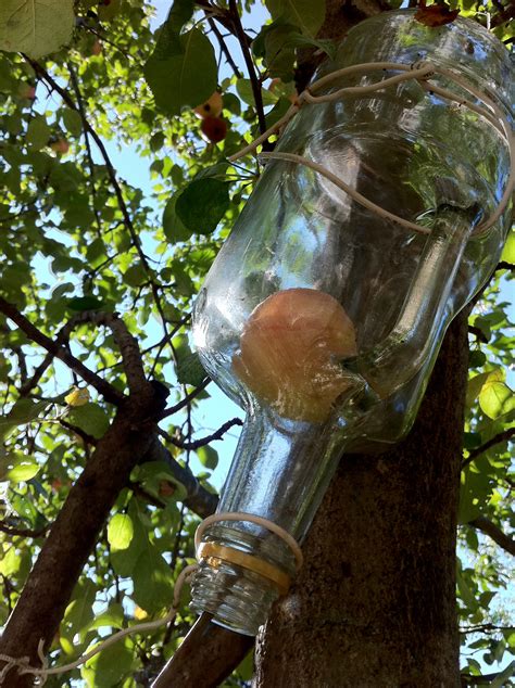 How to Grow an Apple in a Bottle : 15 Steps (with Pictures) - Instructables