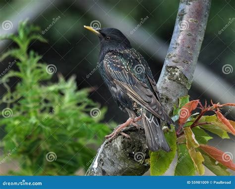 Adult Starling Stock Image Image Of Animal Outdoor 55981009