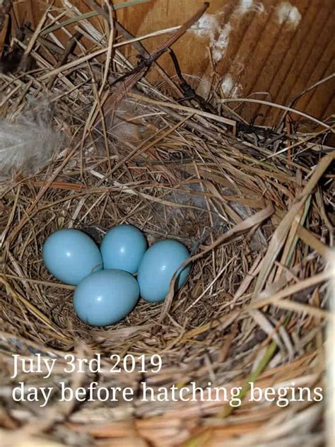 Eastern Bluebird Nesting Habits The Complete Guide