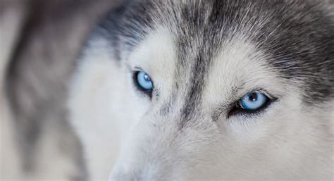 Huskies With Blue Eyes The Guide On Husky Eye Colors