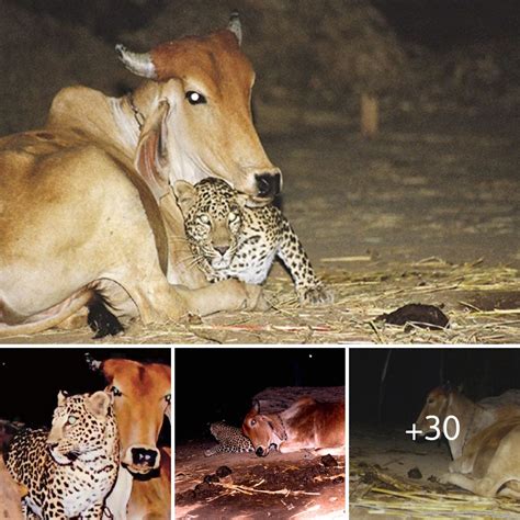 Unlikely Friendship Leopard And Cow Form Surprising Bond Bao So