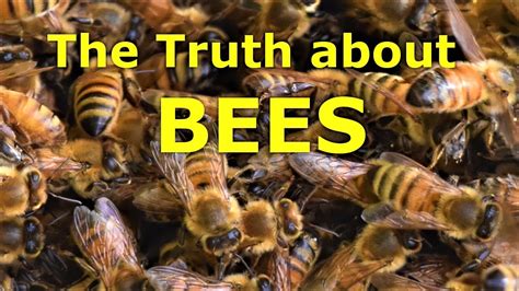 The Truth About Bees Are They Aggressive Youtube