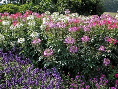 Deer Proof Flowers And Shrubs 15 Beautiful Deer Resistant Shade