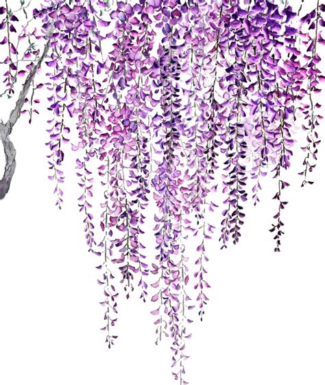 Purple Wisteria In Bloom Art Print By Color And Color X Small In 2021