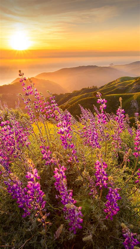 Lupines At A Mountain Top At Spring Sunset Big Sur