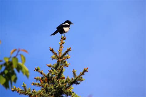 Check spelling or type a new query. Free Images : branch, black and white, sky, flower, animal ...