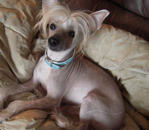 Chi Chi Dog Chihuahua Chinese Crested Mix Info Temperament Puppies