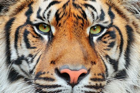 What animal is a virgo in chinese. Chinese Animal Symbolism: Tiger Meaning on Whats-Your-Sign
