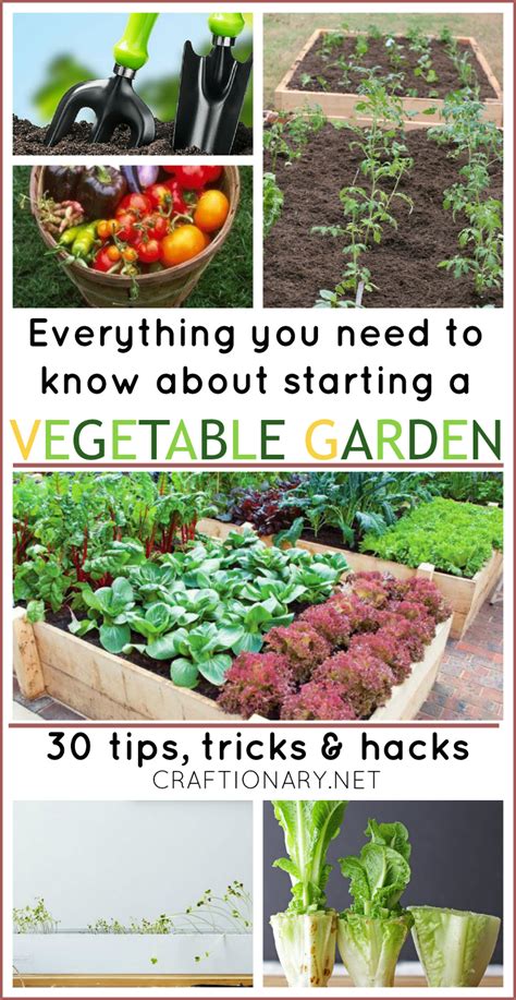 Vegetable Garden For Beginners Starting A Vegetable Garden Vegetable