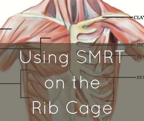 These rib muscles automatically get worked when you do bench presses, push ups and dips, but a perform dumbbell pullovers to work the muscles along your rib cage. SMRT rib cage - Spontaneous Muscle Release ...