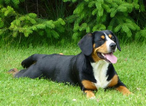 About Us Entlebucher Mountain Dogs Of Adhem Kennel
