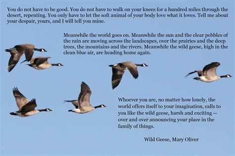 Wild Geese Quotes Quotesgram