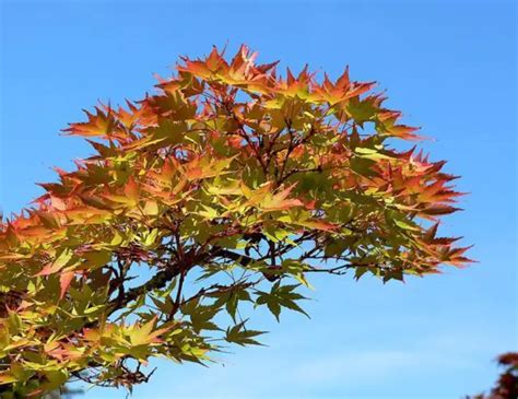 1 1000 Pcs Japanese Maple Tree Seeds Acer Palmatum Shigitatsu Sawa