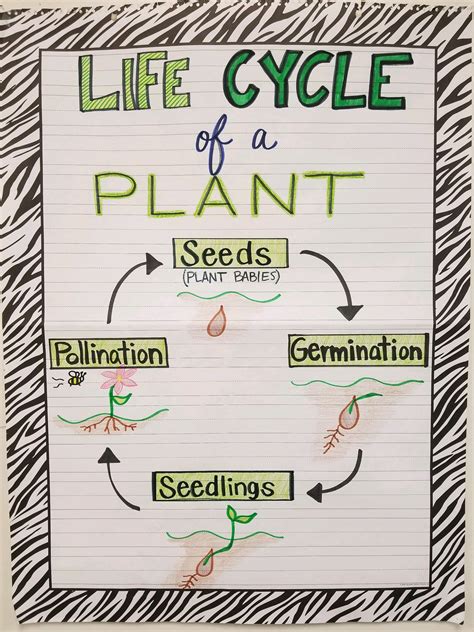 Plant Life Cycle Science Chart Science Anchor Charts Plant Life Cycle