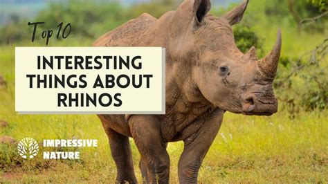 Discover 10 Interesting Things About Rhinos Youtube