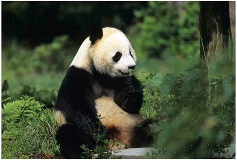 Cute Giant Panda Bear Animal Pictures Photos Download Hd Walls