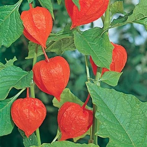 Poisonous Plants Chinese Lantern Deadly Nightshade And Castor Oil