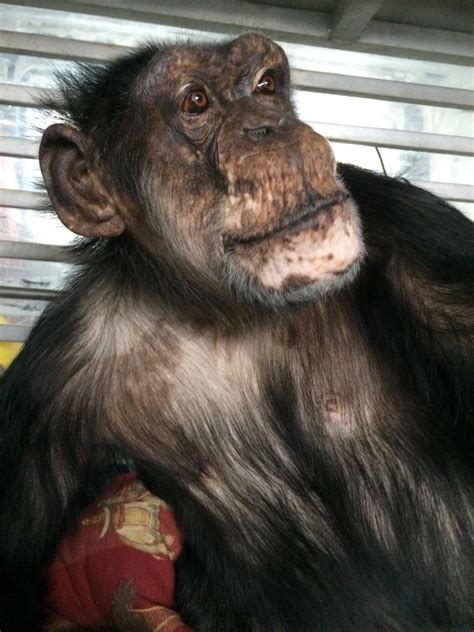 Chimpanzee Named Tarzan Starts New Chapter In Life