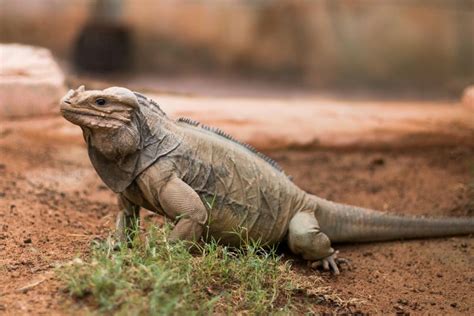 Descubre Los Tipos De Iguanas Que Puedes Tener Como Mascota