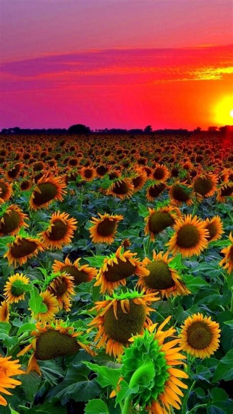 Sunflowers At Sunset Wallpapers Wallpaper Cave