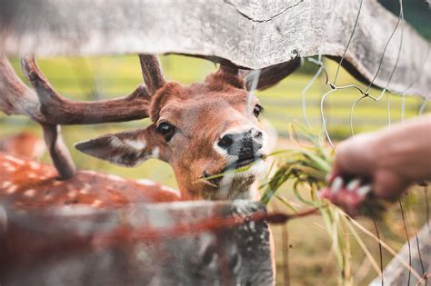 Feeding A Deer Free Stock Photo Picjumbo