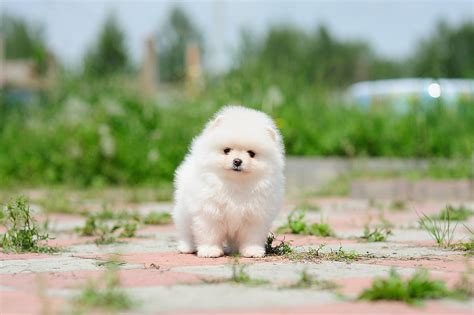 Because of this, it is recommended that you only offer your puppy a very small amount of orange. Pomeranian Puppy's Sneeze is Perfect for Your Case of the Mondays VIDEO