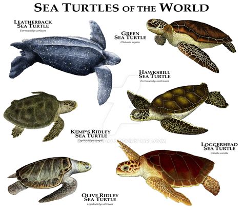 Sea Turtles Of The World By Rogerdhall On Deviantart