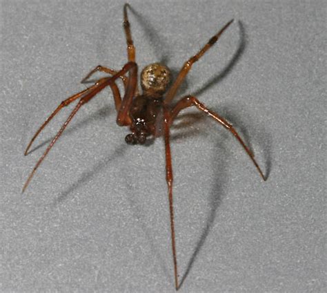 Common House Spider From Oc Parasteatoda Tepidariorum Bugguidenet