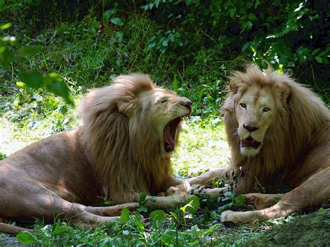 Your Wallpaper: Wild Animals Wallpaper