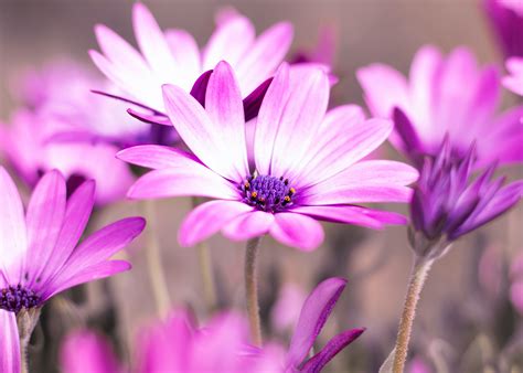 Photo Of Purple And Green Flowers · Free Stock Photo