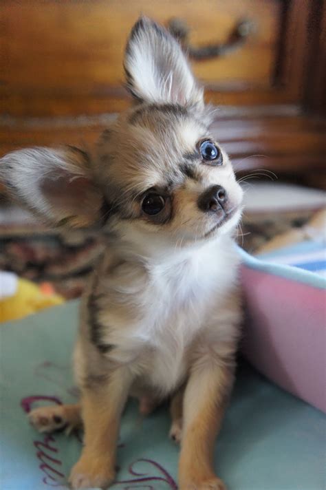 Maybe you would like to learn more about one of these? My Beautiful Barrett....Blue Merle 6 months old.....one ...
