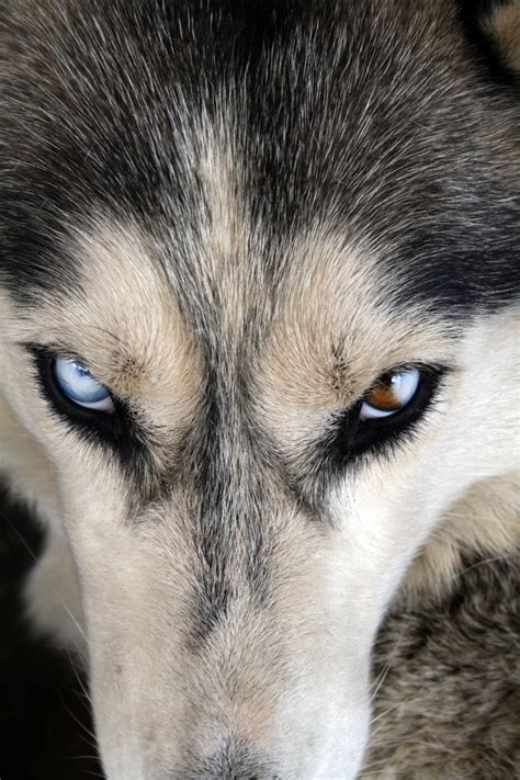 Fotos Gratis Perrito Animal Canino Mascota Retrato Azul Amigo