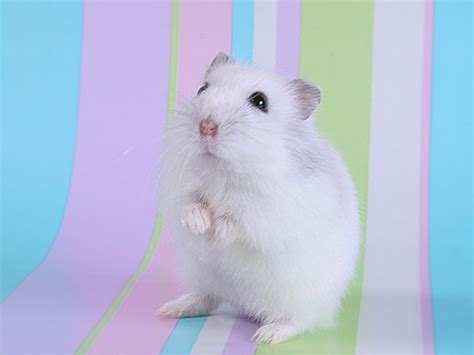 20 Hamster Wallpapers Hd Backgrounds Free Download Baltana