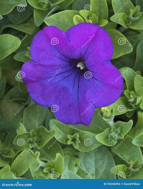 Closeup Of A Purple Petunia Stock Photo Image Of Genus Petunia 92246994