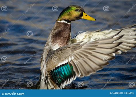 Mallard Duck Stretching Its Wings While Resting On The Water Stock