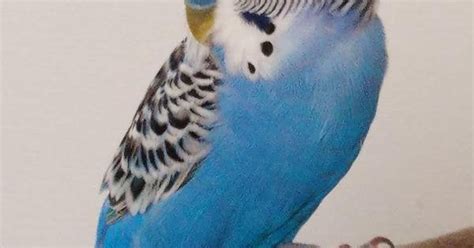My Budgie Is Sad What Can I Do Budgies