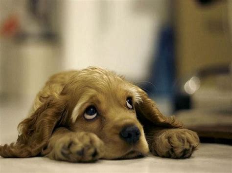 Sad Dog Face Free Sad Looking Puppy Wallpaper Download The Free Sad