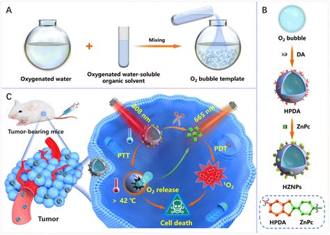 Oxygen Evolving Hollow Polydopamine Alleviates Tumour Hypoxia For