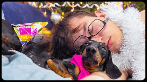 Christmas Hangover Cute And Funny Dachshund Dog Video Youtube